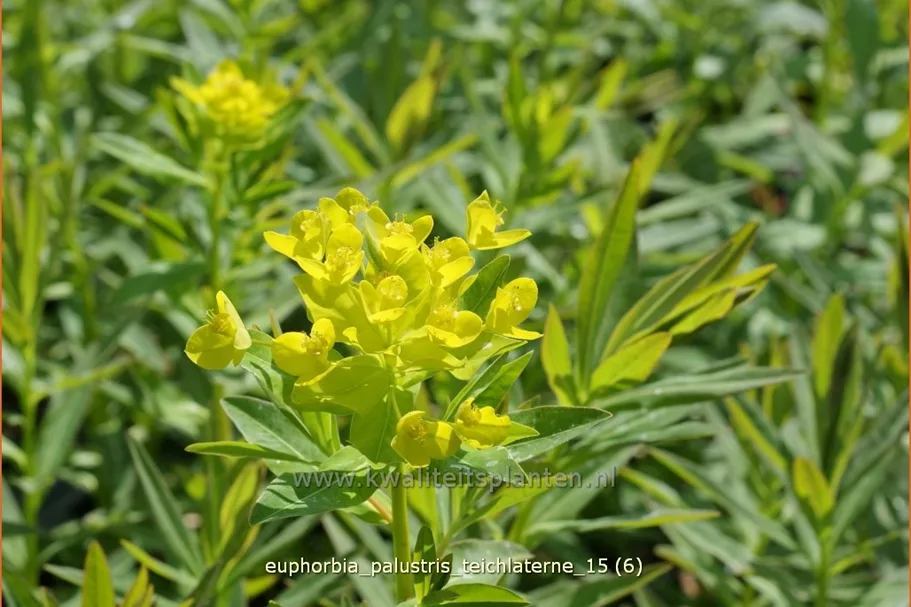 Euphorbia palustris 'Teichlaterne'