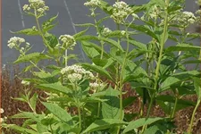 Eupatorium maculatum 'Album'