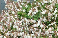 Geranium cantabrigiense 'Saint Ola'