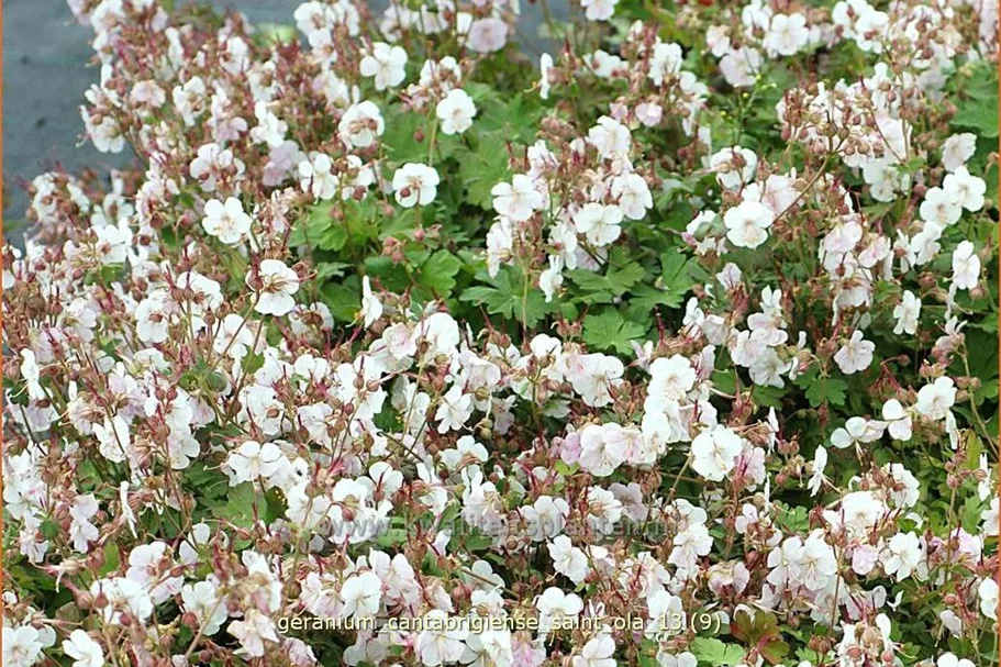 Geranium cantabrigiense 'Saint Ola'