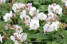 Geranium cantabrigiense 'Saint Ola'