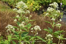 Eupatorium maculatum 'Album'