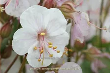 Geranium cantabrigiense 'Saint Ola'