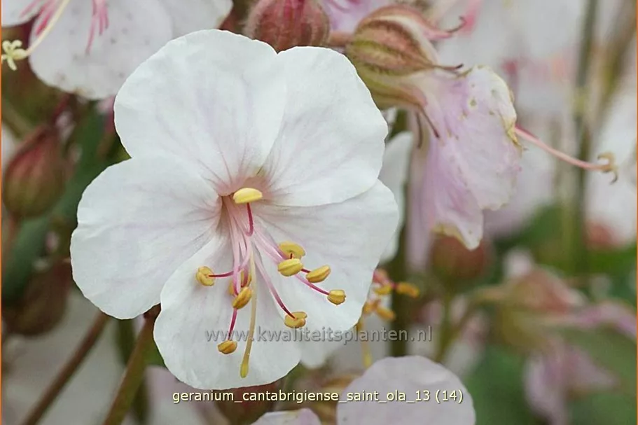 Geranium cantabrigiense 'Saint Ola'