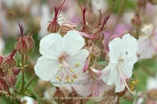 Geranium cantabrigiense 'Saint Ola'