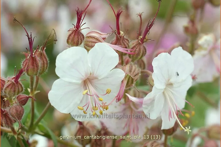 Geranium cantabrigiense 'Saint Ola'