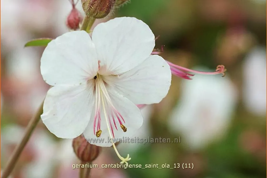 Geranium cantabrigiense 'Saint Ola'