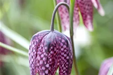 Fritillaria meleagris