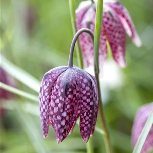 Fritillaria meleagris