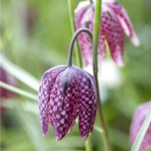 Fritillaria meleagris