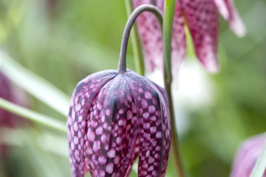 Fritillaria meleagris