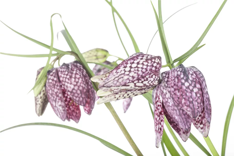 Fritillaria meleagris