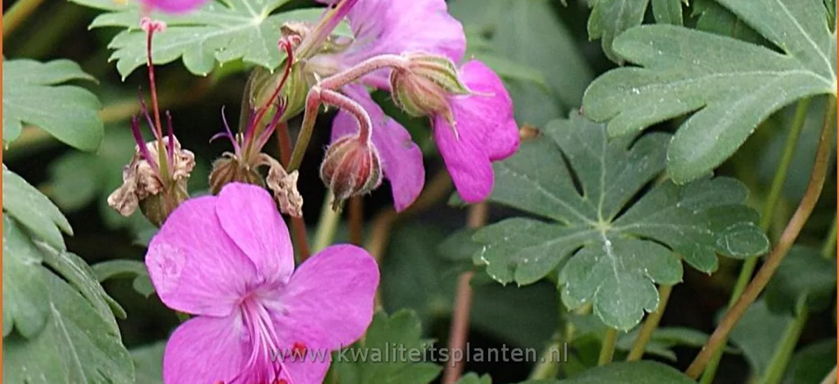 Geranium x cantabrigiense 'Westray'