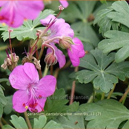 Geranium x cantabrigiense 'Westray'