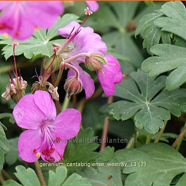 Geranium x cantabrigiense 'Westray'