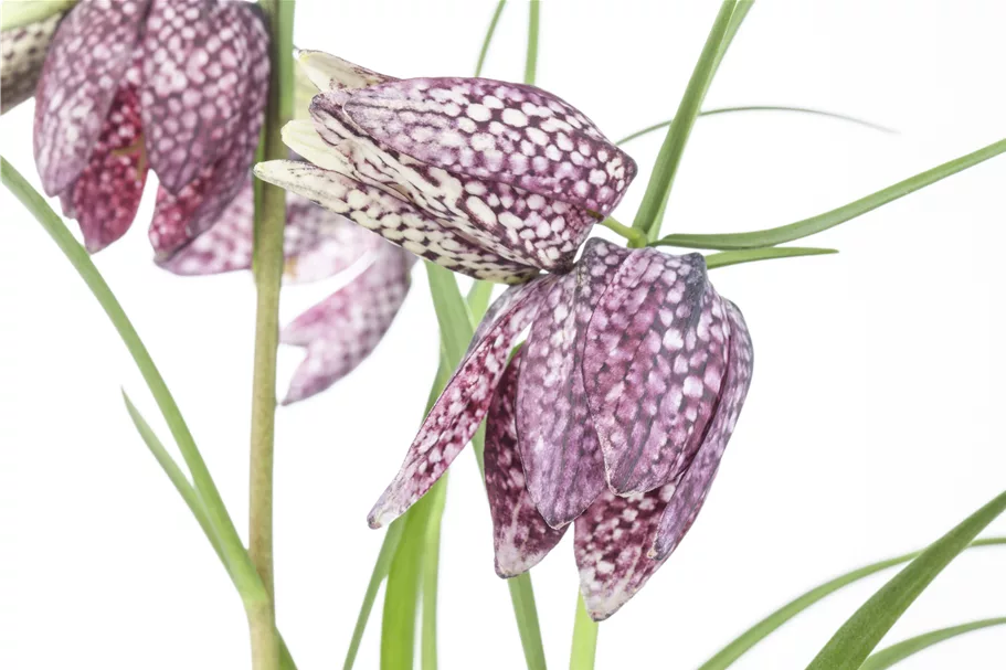 Fritillaria meleagris