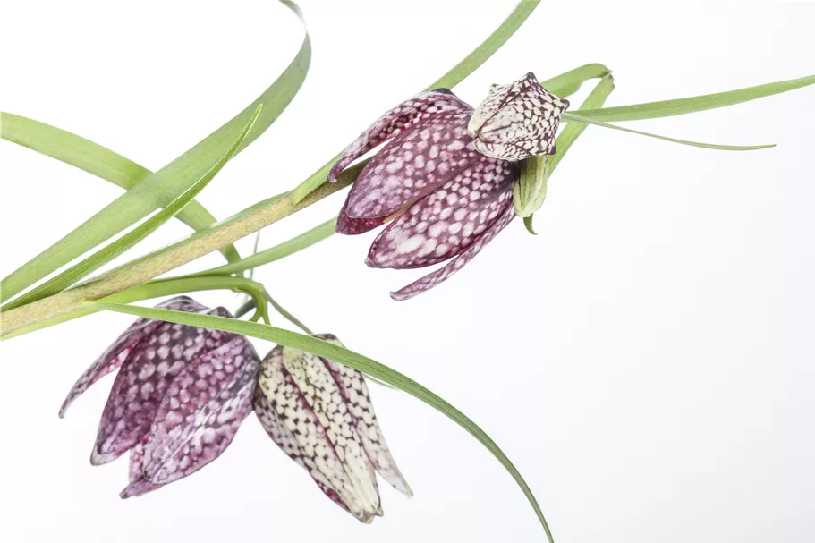 Fritillaria meleagris