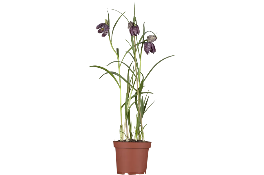 Fritillaria meleagris