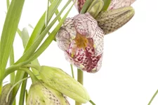 Fritillaria meleagris