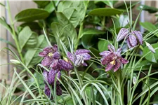 Fritillaria meleagris