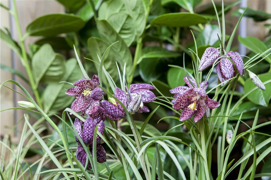 Fritillaria meleagris