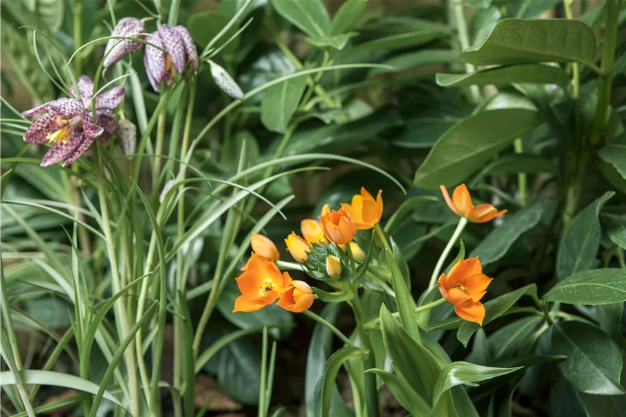Fritillaria meleagris