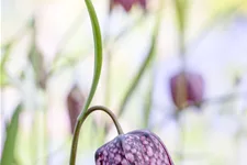 Fritillaria meleagris
