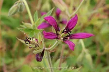 Geranium psilostemon 'Catherine Deneuve'