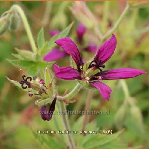 Geranium psilostemon 'Catherine Deneuve'