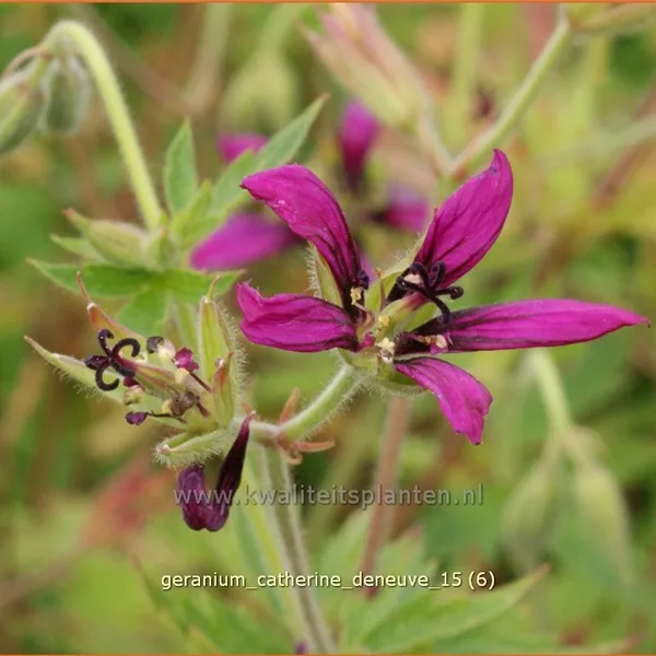 Geranium psilostemon 'Catherine Deneuve'
