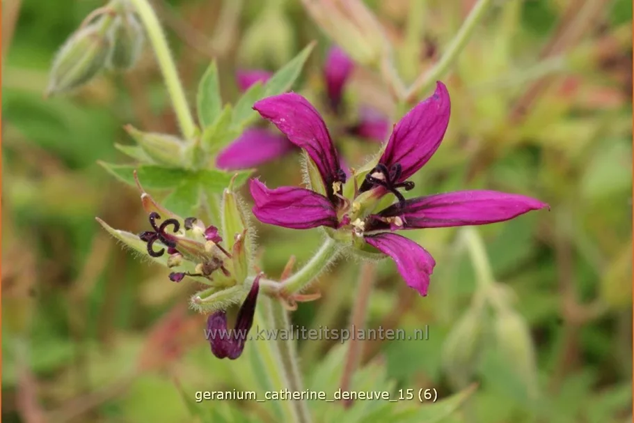 Geranium psilostemon 'Catherine Deneuve'