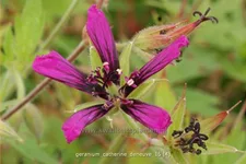 Geranium psilostemon 'Catherine Deneuve'