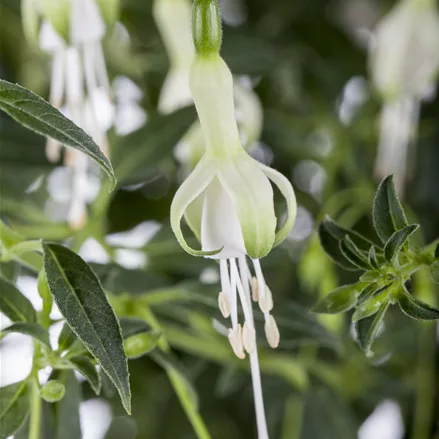 Fuchsia 'Hawkshead'