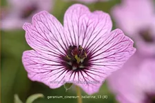 Geranium cinereum 'Ballerina'