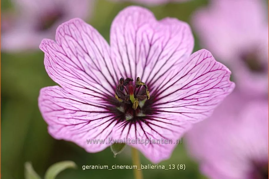 Geranium cinereum 'Ballerina'