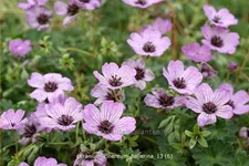 Geranium cinereum 'Ballerina'