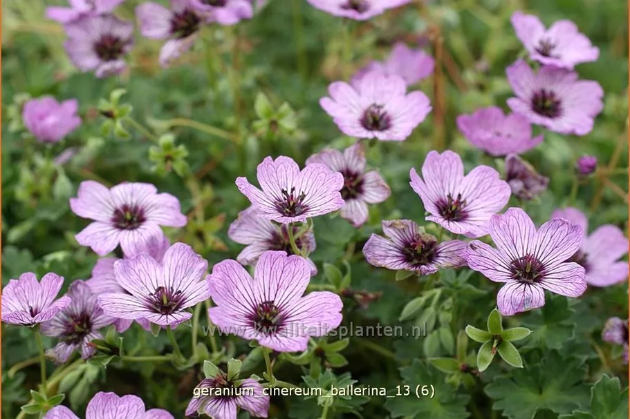 Geranium cinereum 'Ballerina'