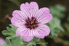 Geranium cinereum 'Ballerina'