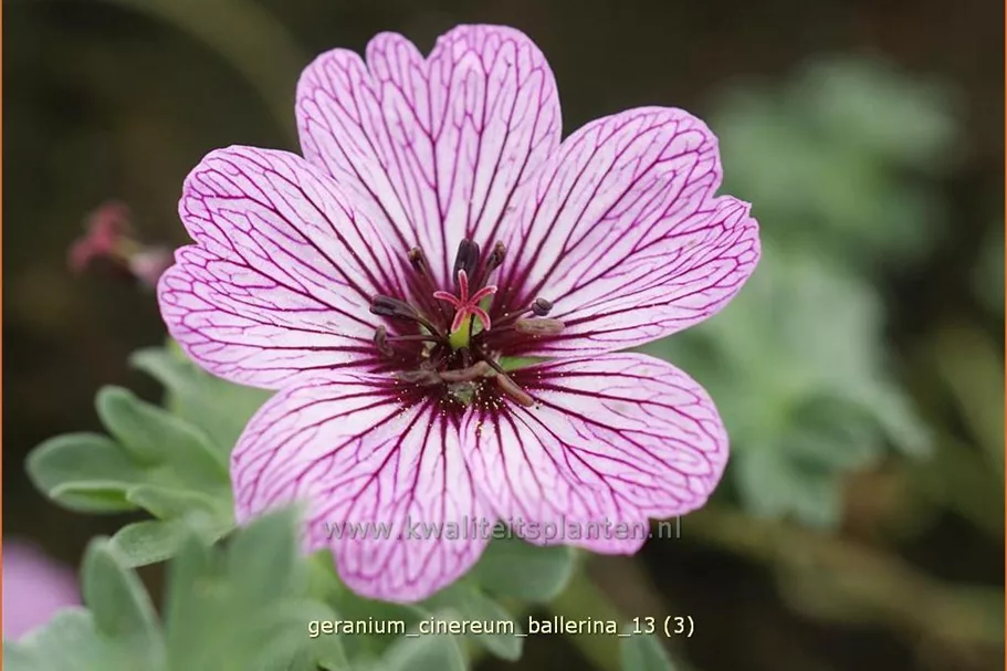 Geranium cinereum 'Ballerina'