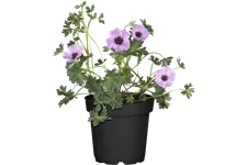 Geranium cinereum 'Ballerina'