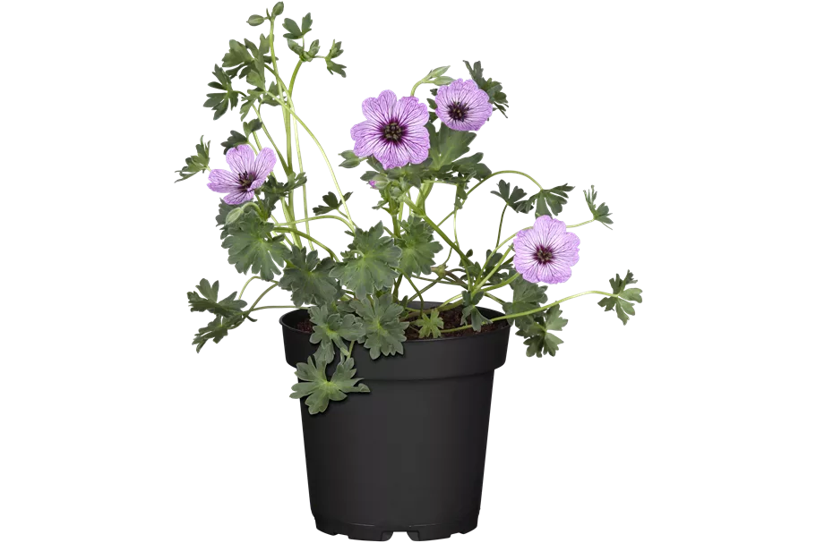 Geranium cinereum 'Ballerina'