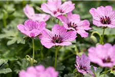 Geranium cinereum 'Ballerina'