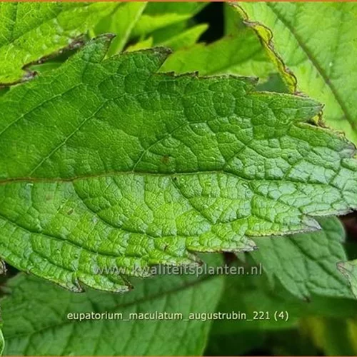Eupatorium maculatum 'Augustrubin'