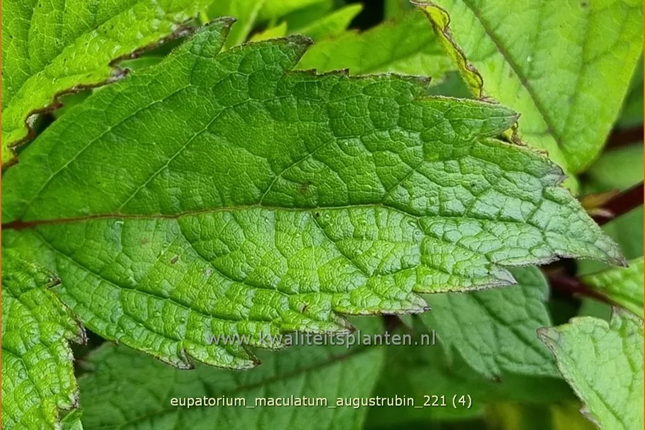 Eupatorium maculatum 'Augustrubin'