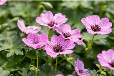 Geranium cinereum 'Ballerina'