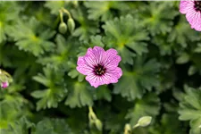 Geranium cinereum 'Ballerina'