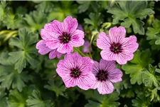 Geranium cinereum 'Ballerina'