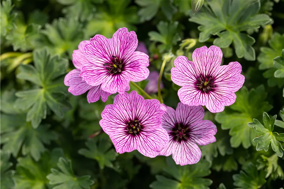 Geranium cinereum 'Ballerina'