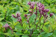 Eupatorium maculatum 'Augustrubin'