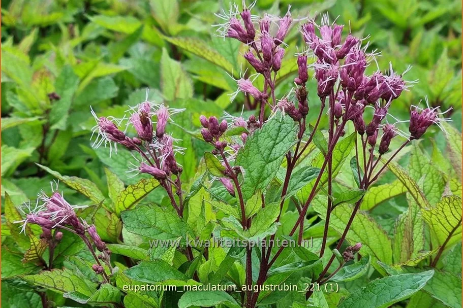 Eupatorium maculatum 'Augustrubin'